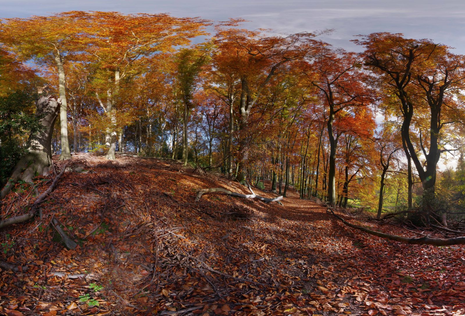 2015-11-03 - Schellenbergpark - Buchenwald